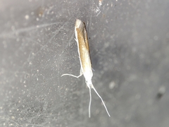 Coleophora albella