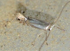 Phyllonorycter albanotella