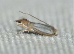 Phyllonorycter albanotella