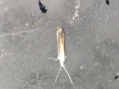 Coleophora albella