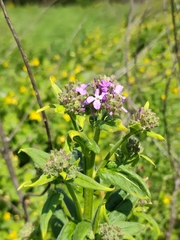Hesperis pycnotricha