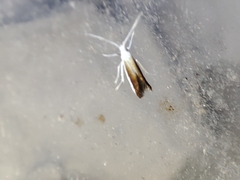 Coleophora albella