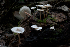 Filoboletus