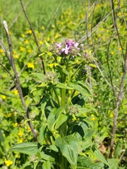 Hesperis pycnotricha
