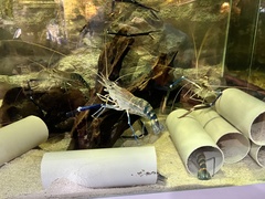 Macrobrachium rosenbergii