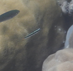 Thalassoma amblycephalus
