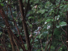 Caucasotachea vindobonensis