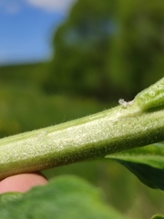 Hesperis pycnotricha