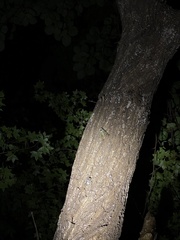 Hyalessa maculaticollis