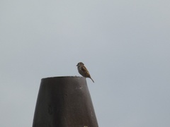 Passer domesticus