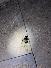 Hyalessa maculaticollis