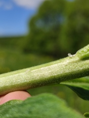 Hesperis pycnotricha