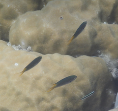 Neopomacentrus azysron