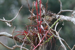 Tillandsia polystachia
