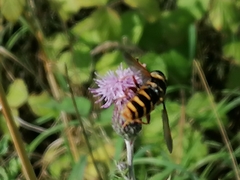 Sericomyia silentis