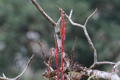 Tillandsia polystachia