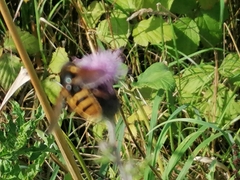 Sericomyia silentis