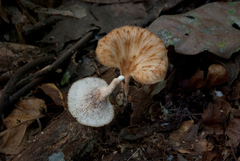 Echinochaete brachypora