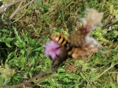 Sericomyia silentis