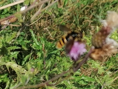 Sericomyia silentis