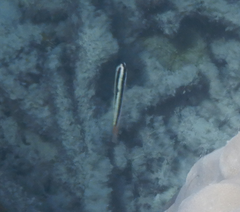 Thalassoma amblycephalus