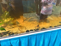 Macrobrachium rosenbergii