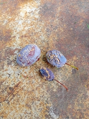 Monilinia fructigena