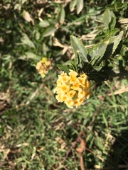 Lippia turnerifolia