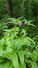 Symphytum officinale