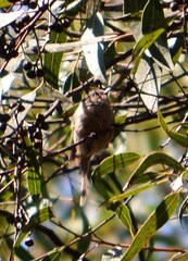 Psaltriparus minimus