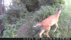 Odocoileus virginianus