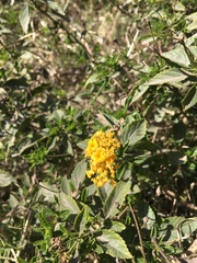 Lippia turnerifolia