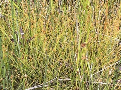 Eleocharis nitida