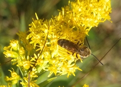 Halictus subauratus