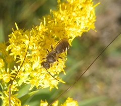 Halictus subauratus