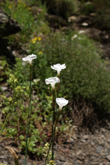 Dianthus cretaceus
