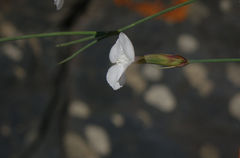 Dianthus cretaceus