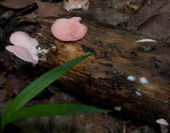 Pleurotus djamor roseus