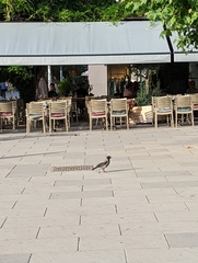 Corvus cornix