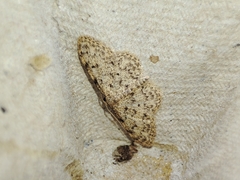 Idaea cervantaria