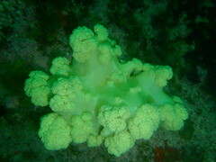 Pseudonephthea liltvedi