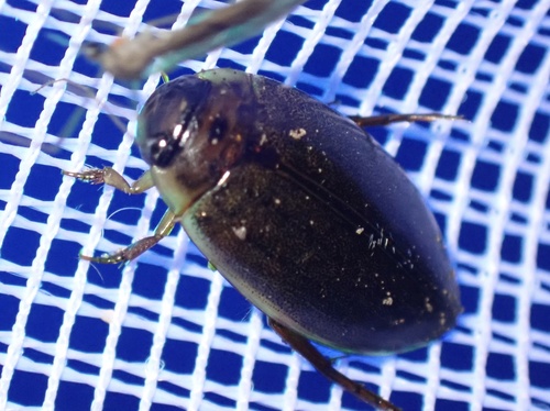 Cosmopolitan Diving Beetle, Graafland, Groot-Ammers, South Holland, NL, photo 9 of 10
