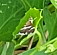 Hymeniini
