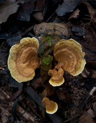 Phylloporia