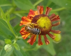Halictus sexcinctus