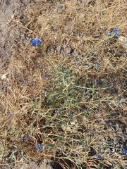 Anchusa leptophylla