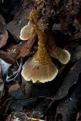 Phylloporia