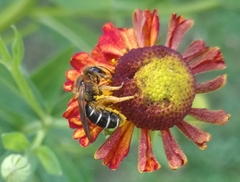 Halictus sexcinctus