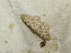 Idaea cervantaria