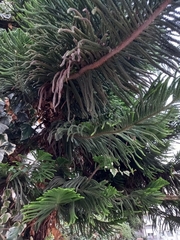 Araucaria heterophylla